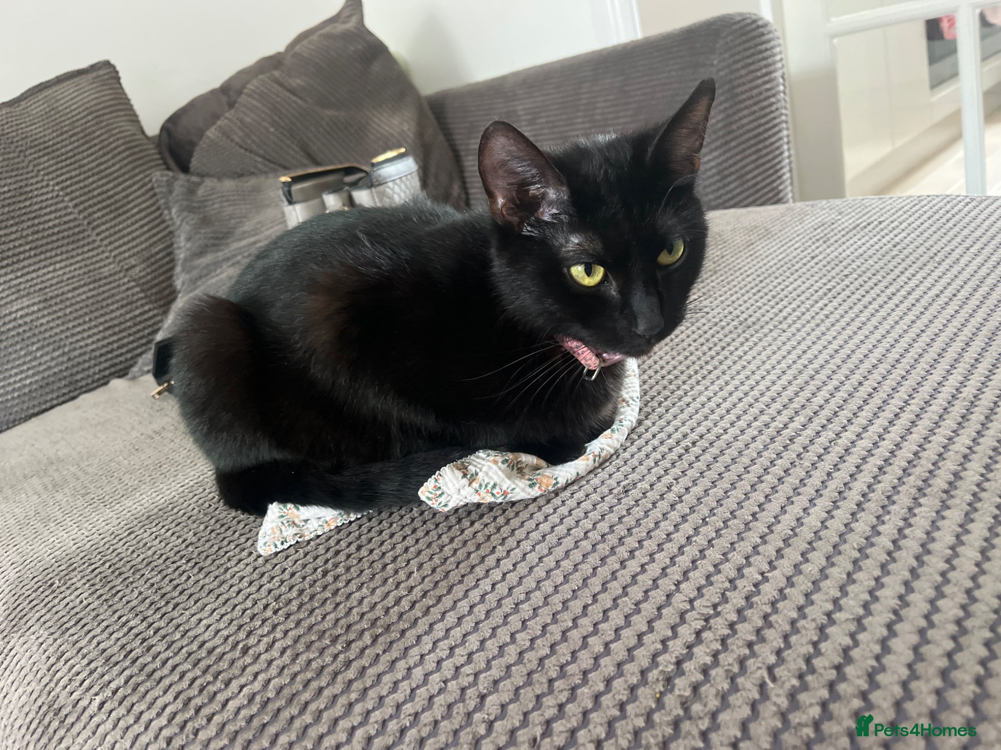 Mixed Breed cats for sale: beautiful fluffy female kitten  - Advert 1