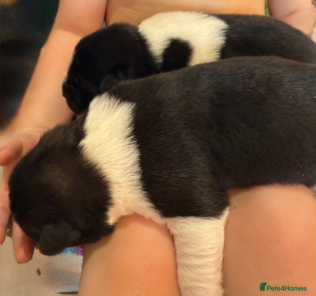 Akita dogs for sale: Big bear head full American Akitas  - Advert 8