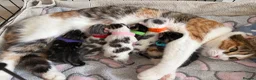 Domestic Shorthair cats for sale: A Stunning Litter Of Six Newborn Kittens  - Advert 26