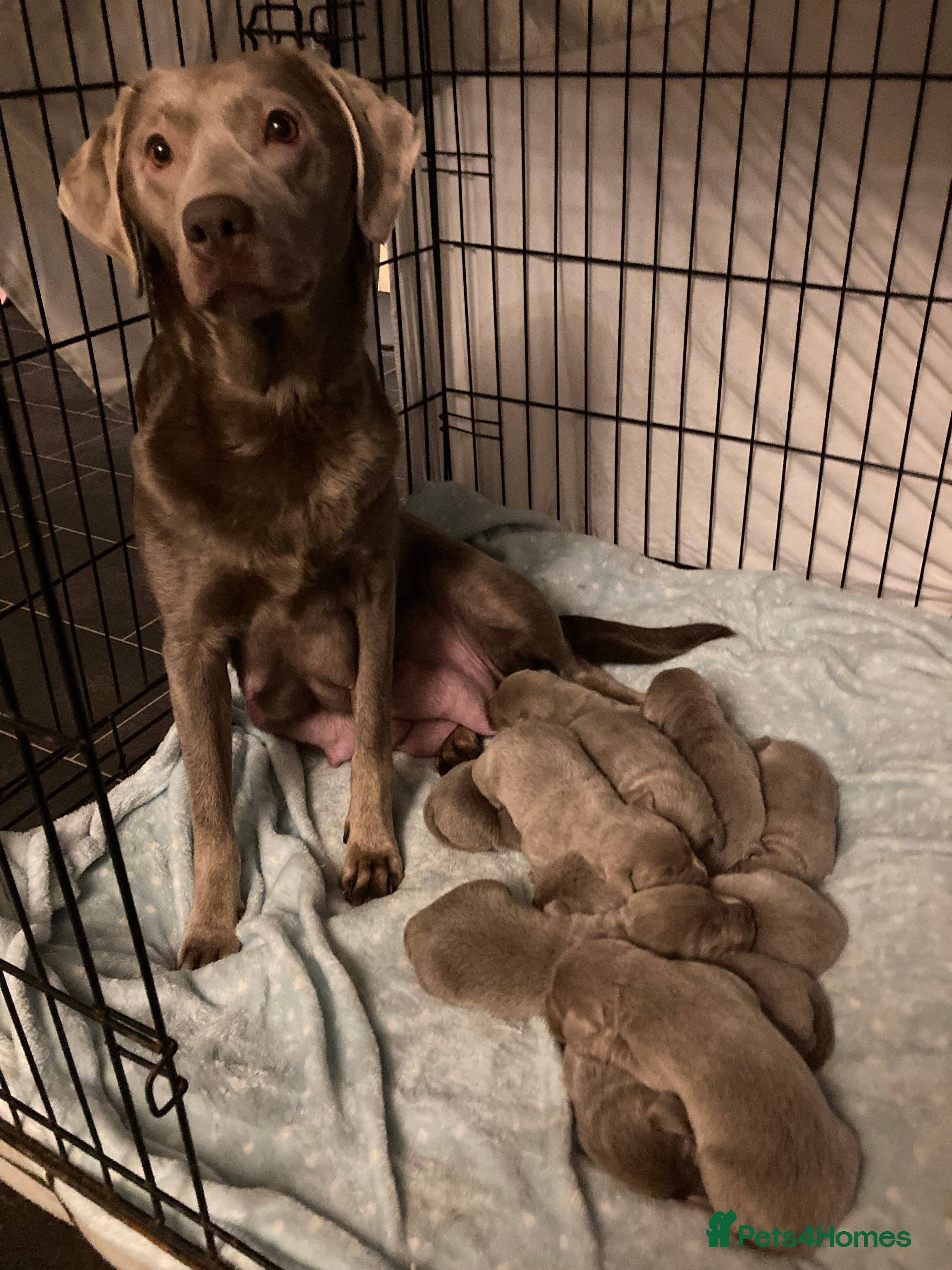 Labrador Retriever dogs Silver labradors  - Advert 2