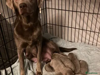 Labrador Retriever dogs Silver labradors - Advert 1