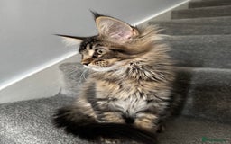 Maine Coon cats for sale: Perfect Maine Coons - Image 3