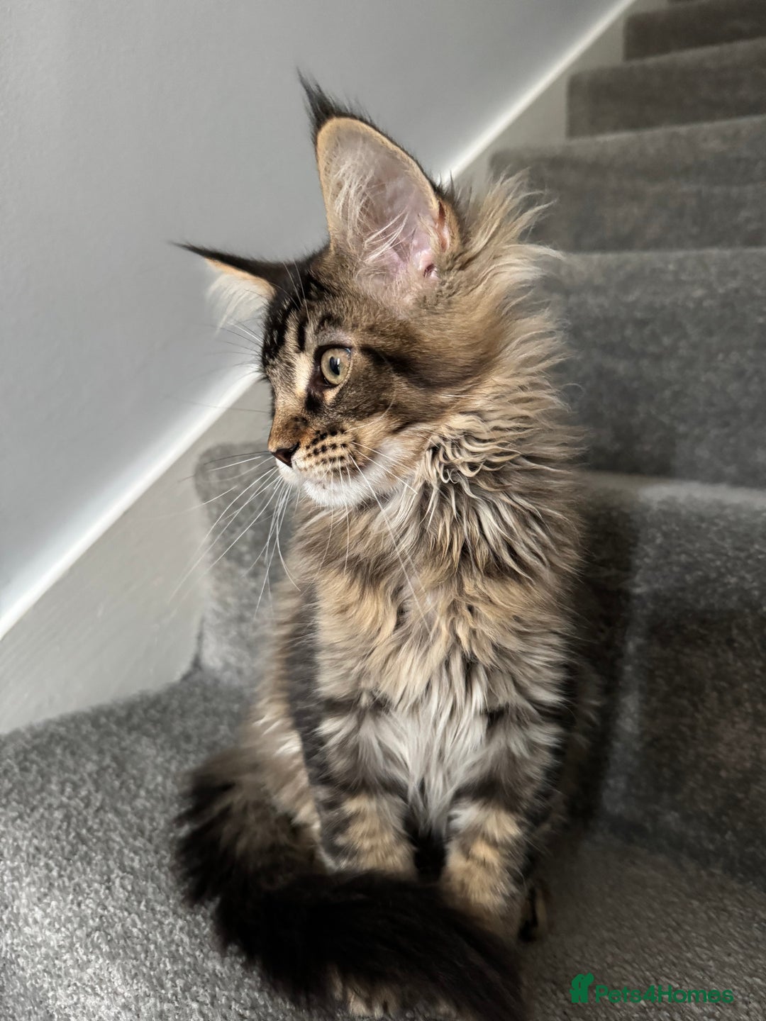 Maine Coon cats for sale: Perfect Maine Coons - Image 3