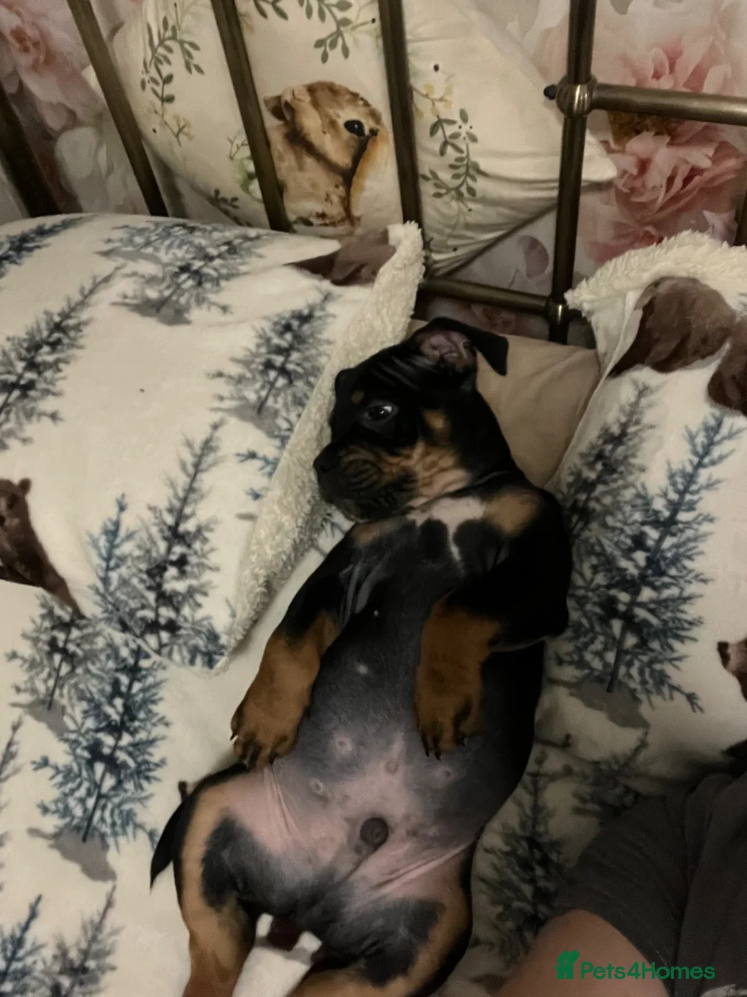 Mixed Breed dogs for sale: Bruce  in Sheffield - Advert 17