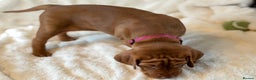 Hungarian Vizsla dogs for sale: Beautiful Hungarian Vizsla Puppies – 5⭐ Homes Only - Advert 18