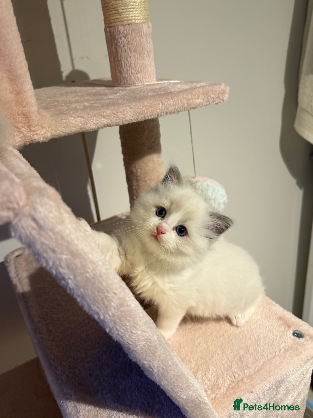 Ragdoll cats for sale: Purebred Ragdolls – Ready to Reserve Now 🍼 - Advert 15
