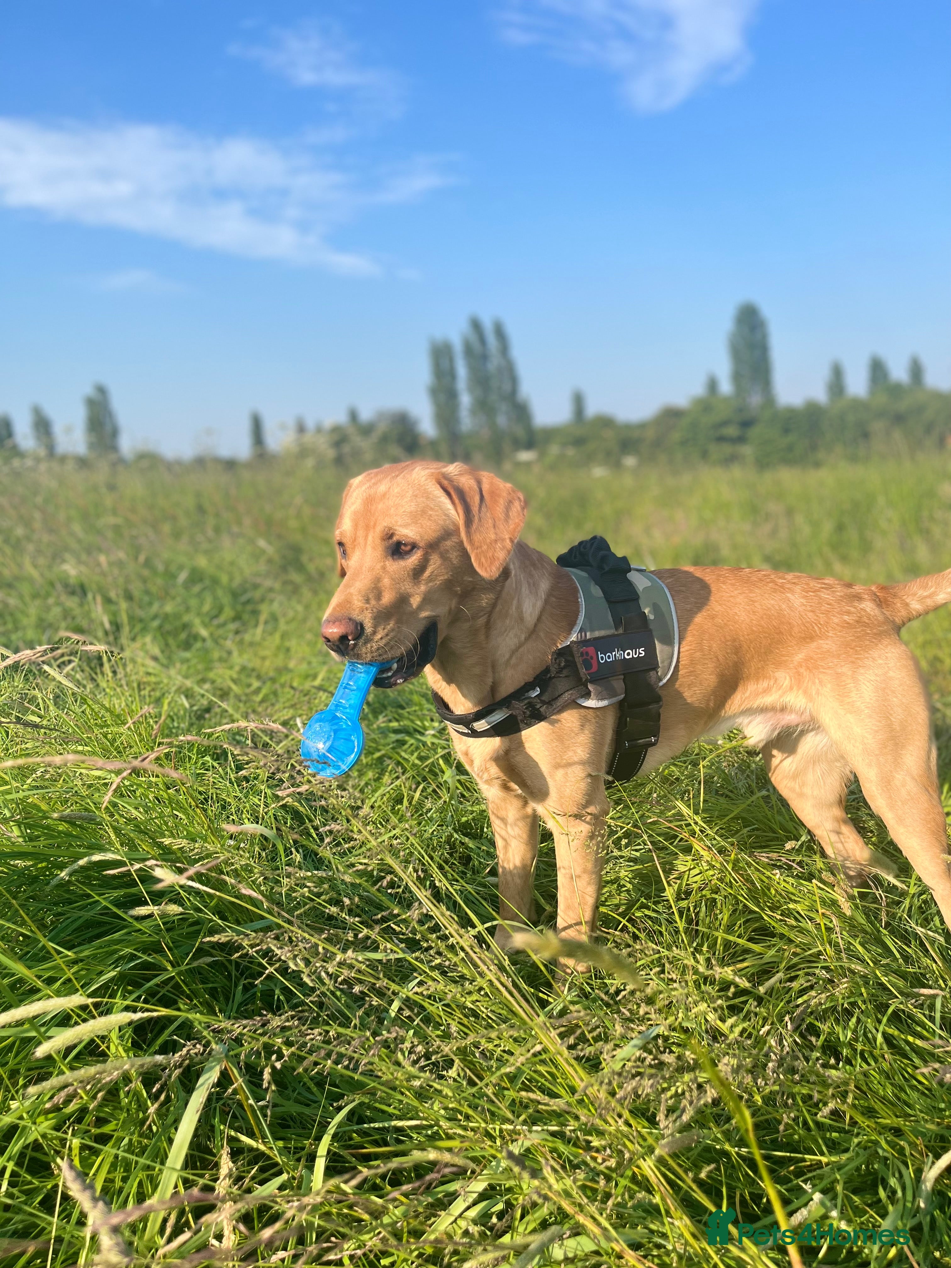 Labrador Retriever dogs Fox Red Labrador *STUD*  - Advert 11