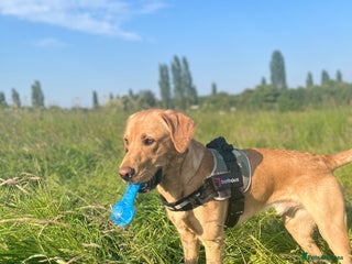 Labrador Retriever dogs - Advert 5