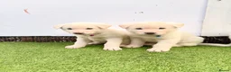 Akita dogs for sale: Akita puppy’s for sale in Birmingham - Advert 9