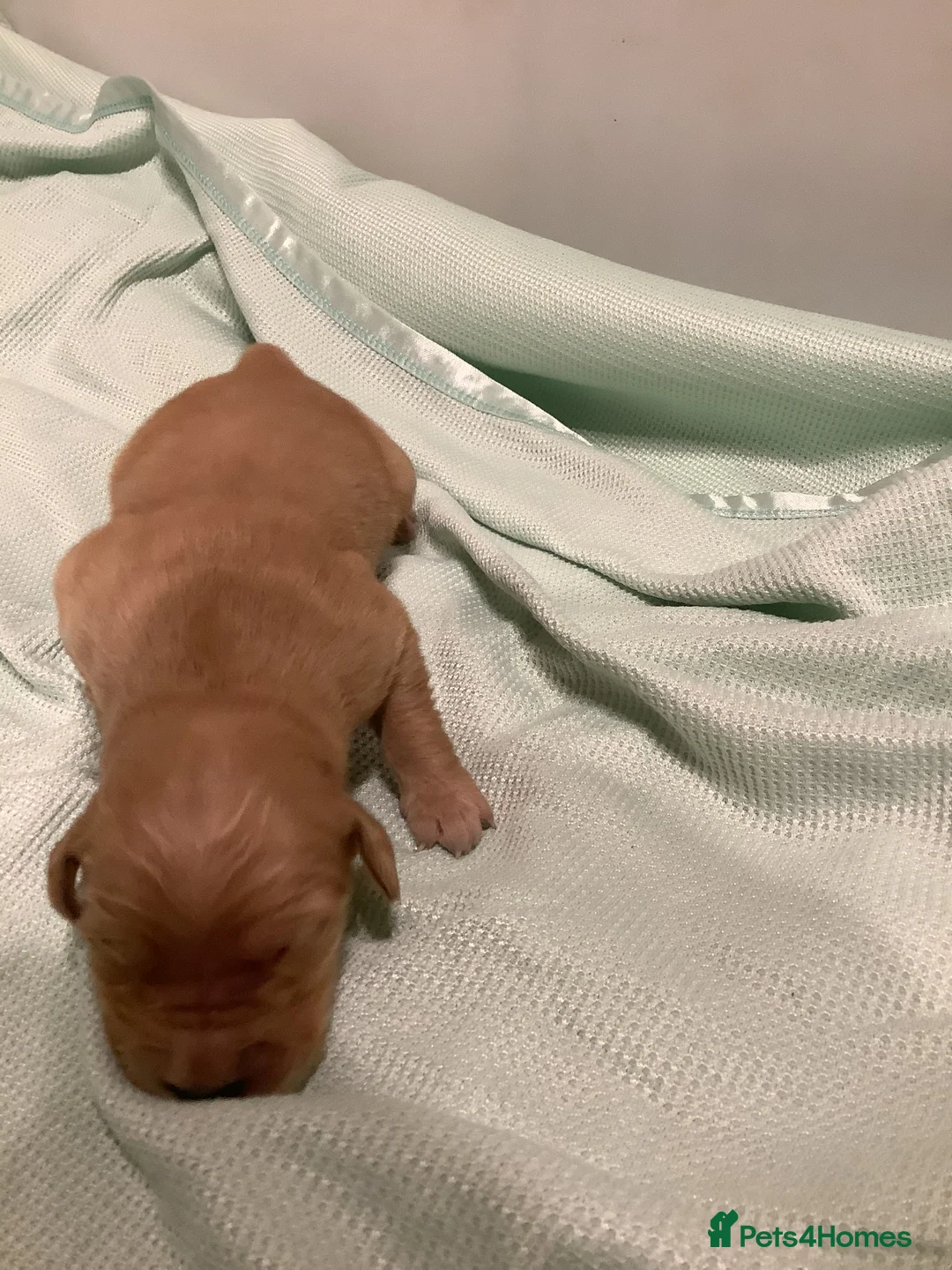 Golden Retriever dogs for sale: Gorgeous dark kc golden retriever pups - Advert 3