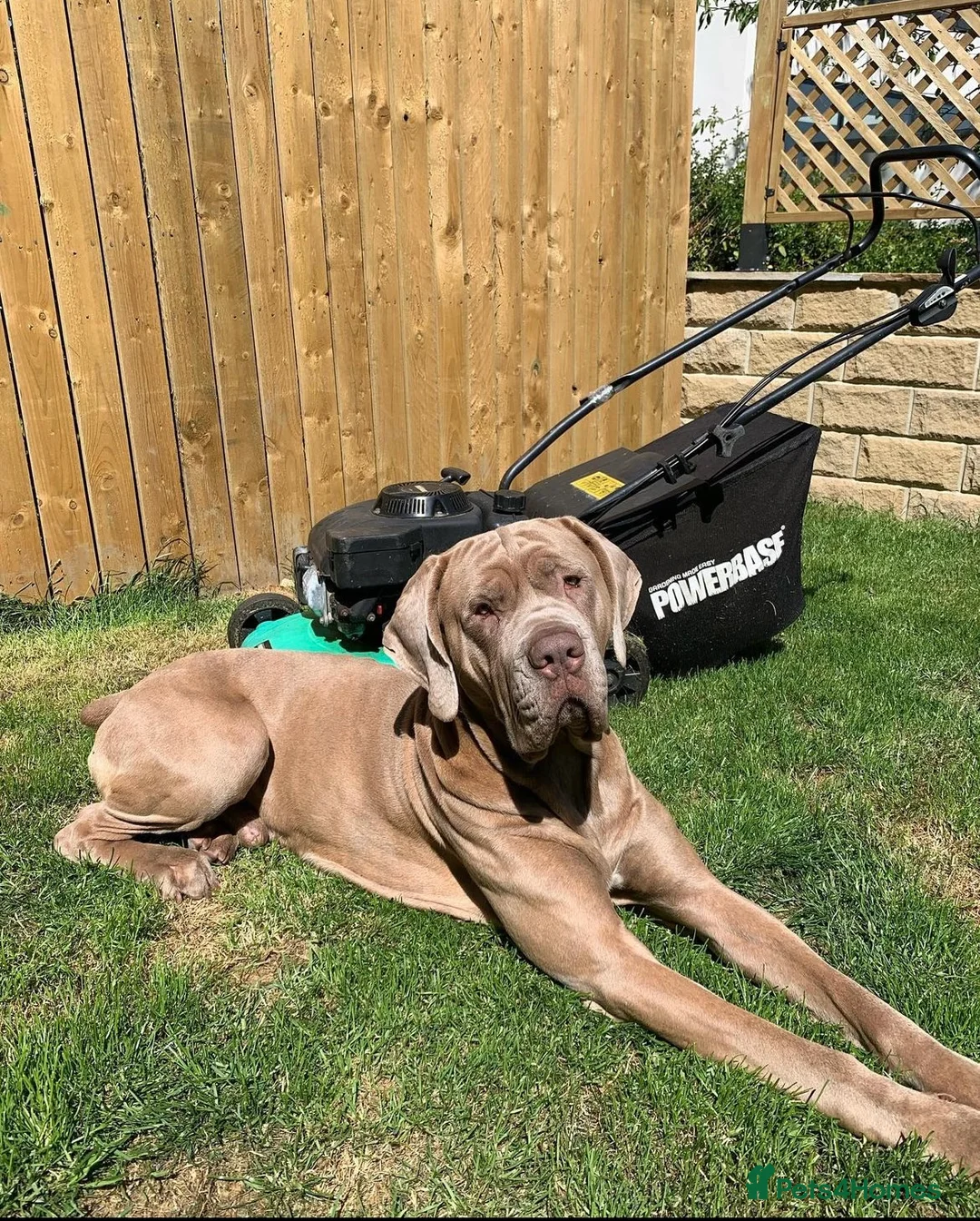 Mixed Breed dogs for sale: Hugo - Neapolitan Mastiff X Cane Corso Rehome - Advert 5