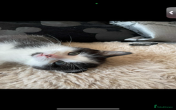 Domestic Shorthair cats for sale: 2 male kitten short haired  - Image 3