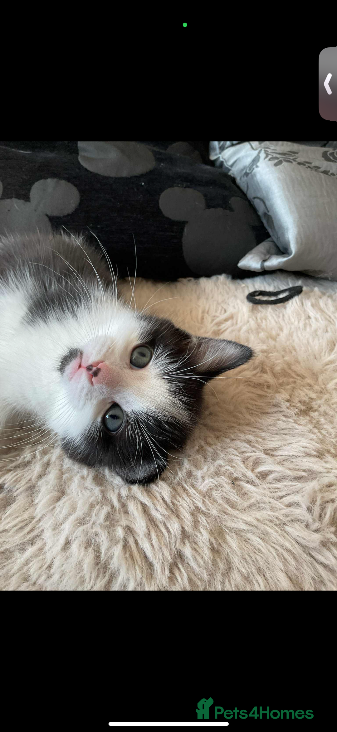 Domestic Shorthair cats for sale: 2 male kitten short haired  - Image 3
