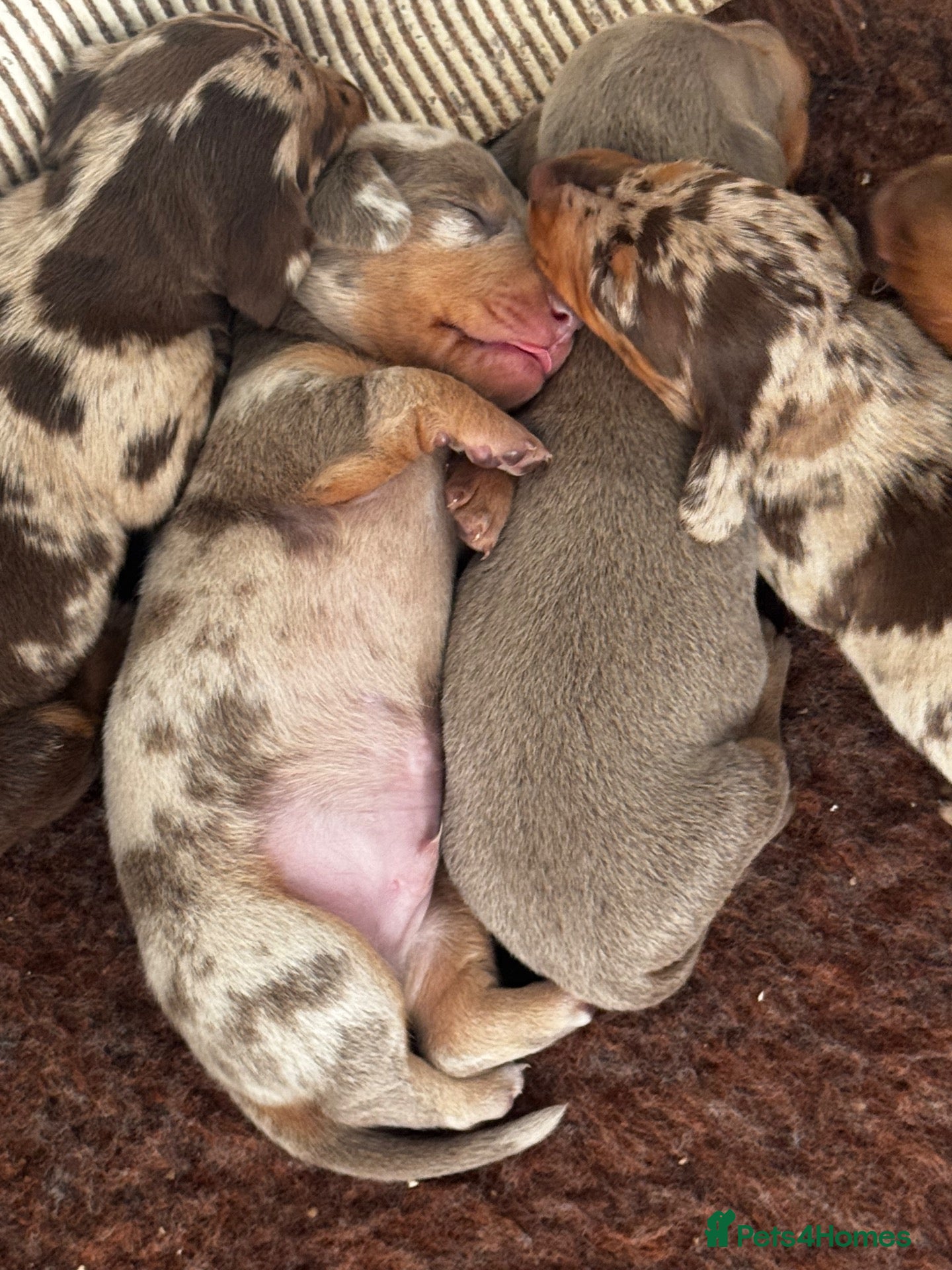 Miniature Dachshund dogs Gorgeous dachshund puppies ready 8/11 - Advert 2