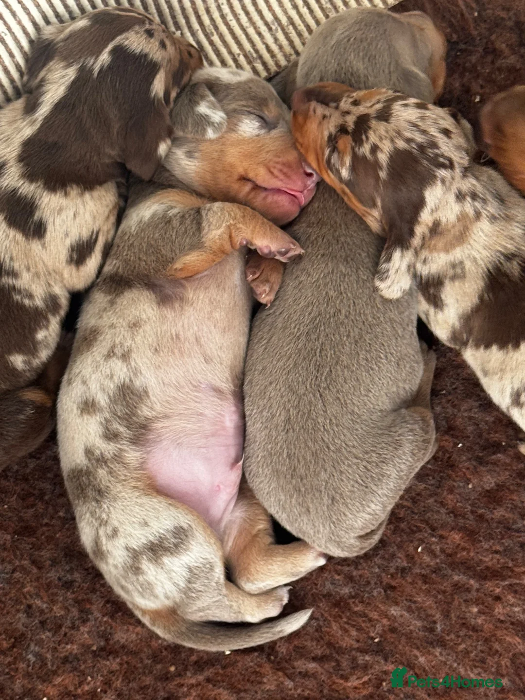 Miniature Dachshund dogs for sale: Gorgeous dachshund puppies ready 8/11 - Advert 1