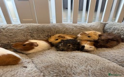 Guinea Pig rodents for sale: Baby guinea pigs girls and boys available - Image 1