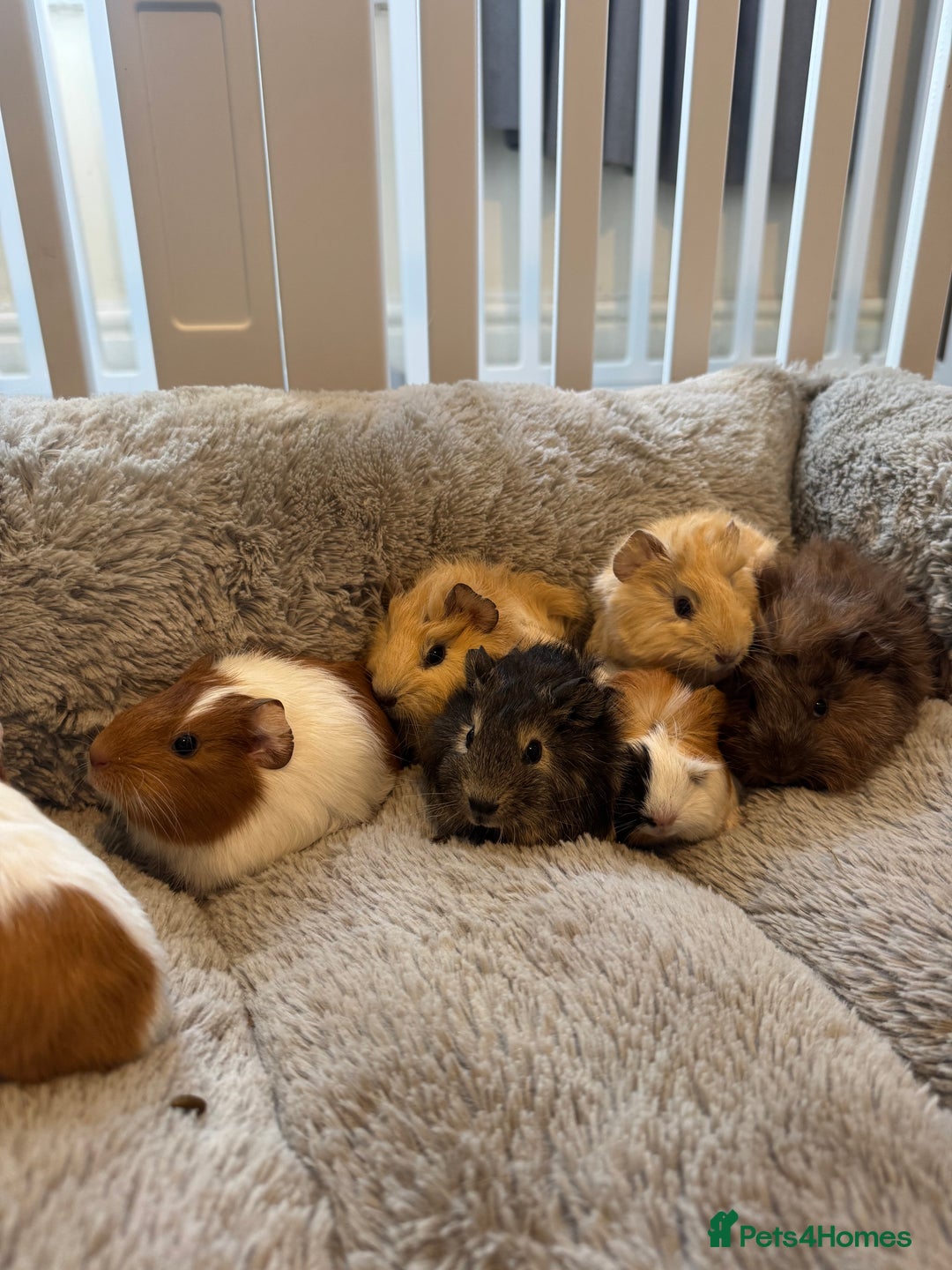 Guinea Pig rodents for sale: Baby guinea pigs girls and boys available - Image 1