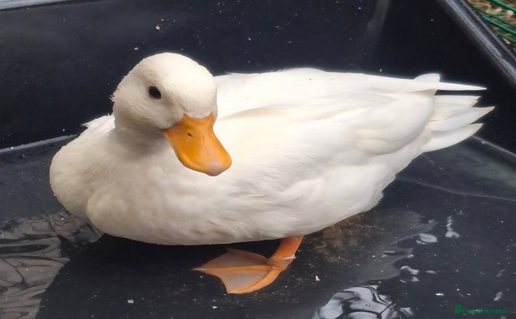 Ducks poultry - Advert 5