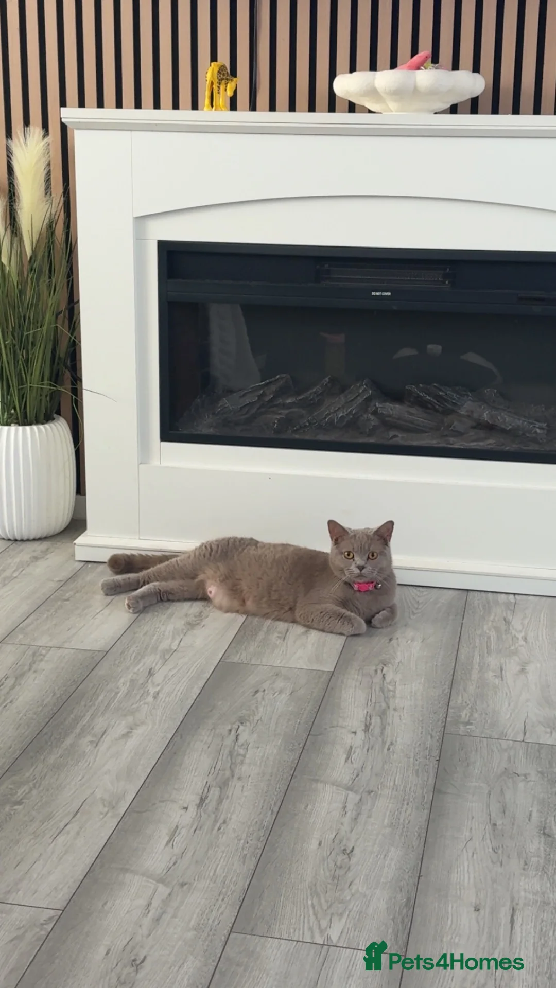 British Shorthair cats for sale: ACTIVE registered lilac British shorthair girl - Advert 2