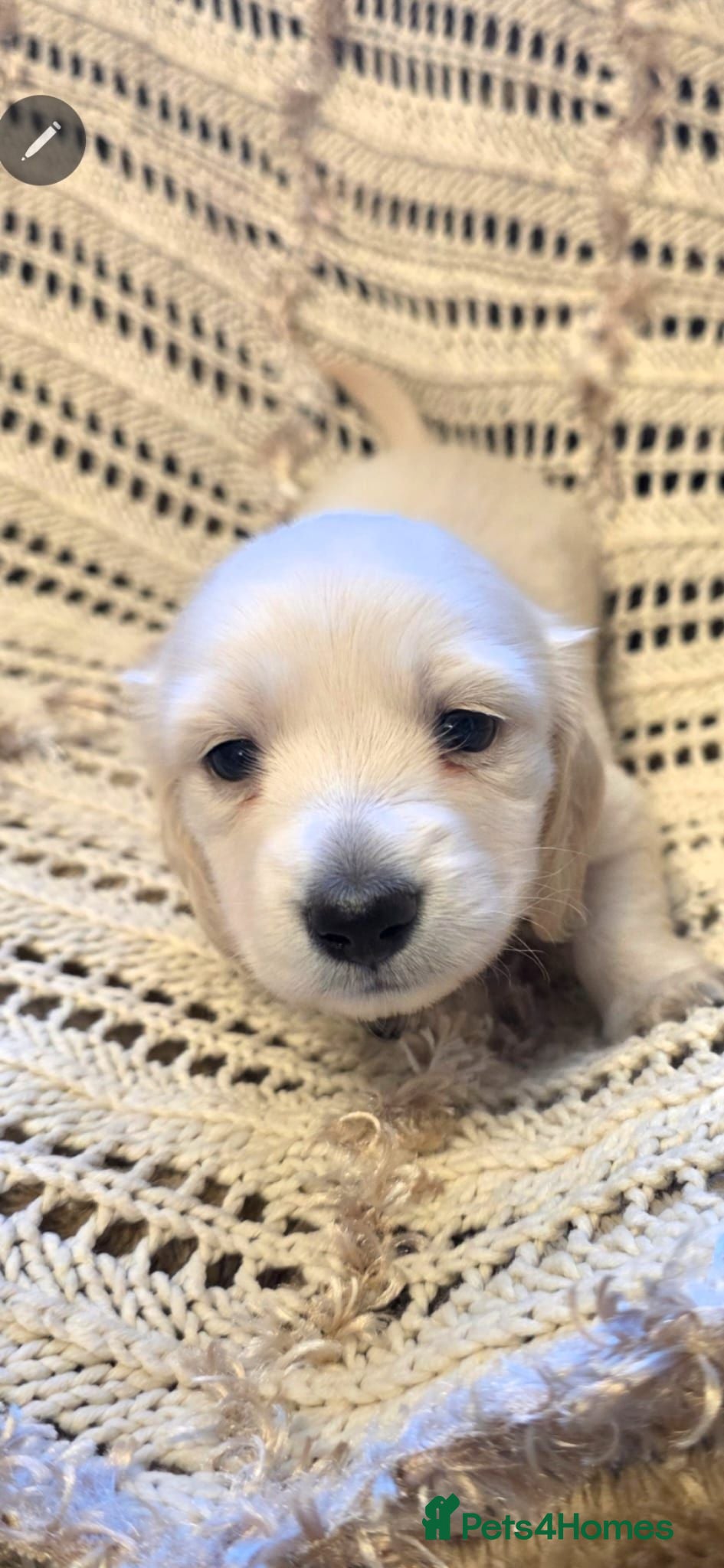 Miniature Dachshund dogs for sale: ⭐️ Stunning Clear Cream Miniature Dachshunds⭐️ - Advert 1