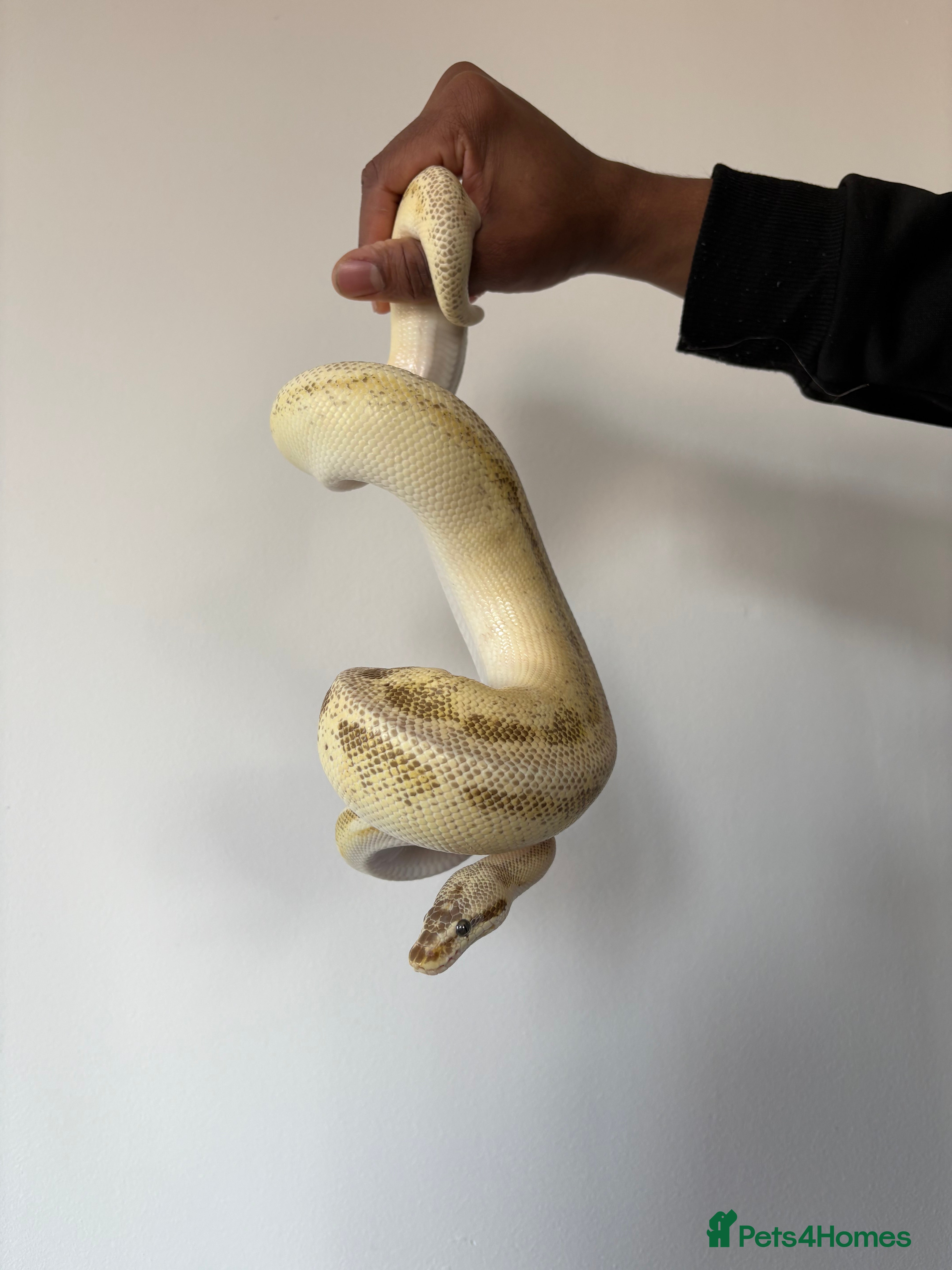 Python Snake reptiles Python  - Advert 4