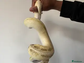 Python Snake reptiles Python - Advert 4