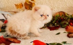 Persian cats for sale: Persian Kittens - Image 23