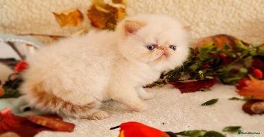 Persian cats - Advert 11