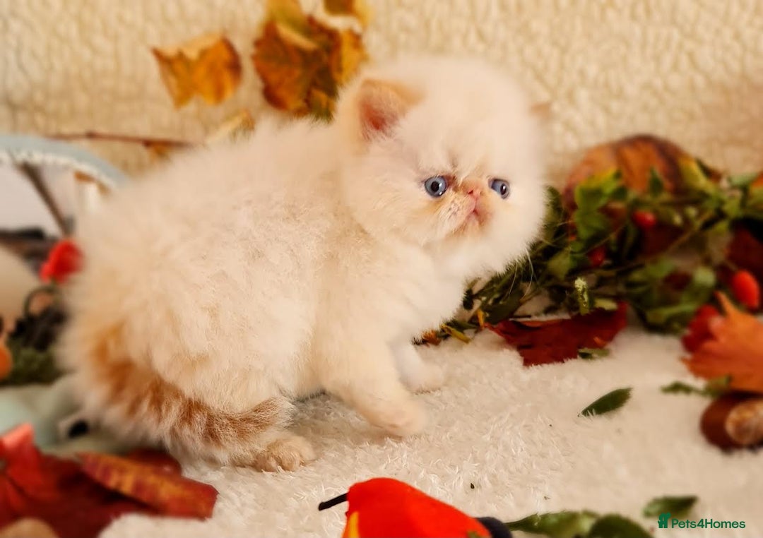 Persian cats for sale: Persian Kittens - Image 23