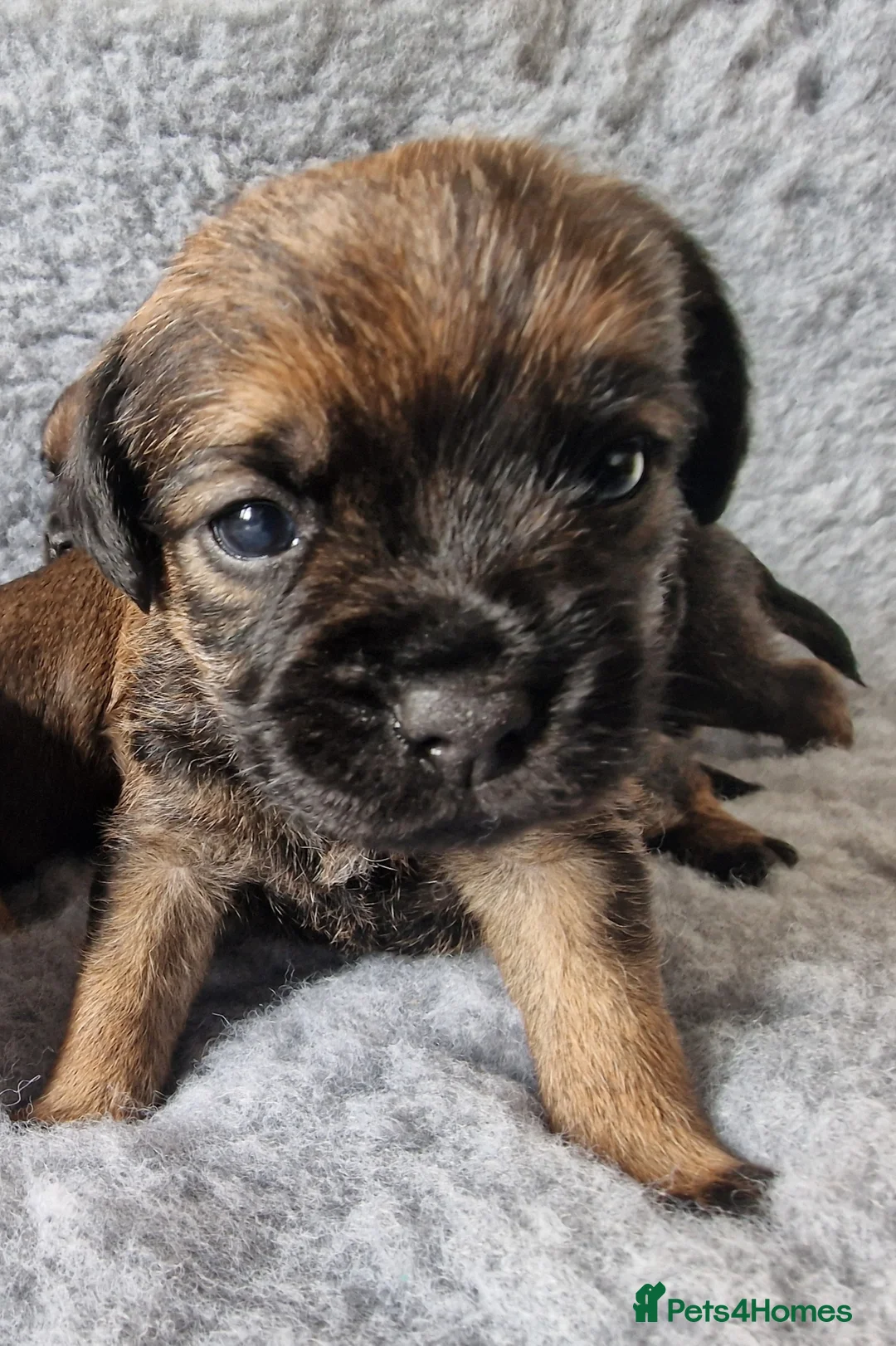 Border Terrier dogs for sale: KC Show Quality Pups - Advert 20
