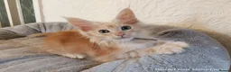 Maine Coon cats for sale: TICA Reg Maine Coon Kittens. Red. Tortie. White - Advert 12