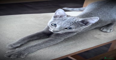 Russian Blue cats - Advert 3
