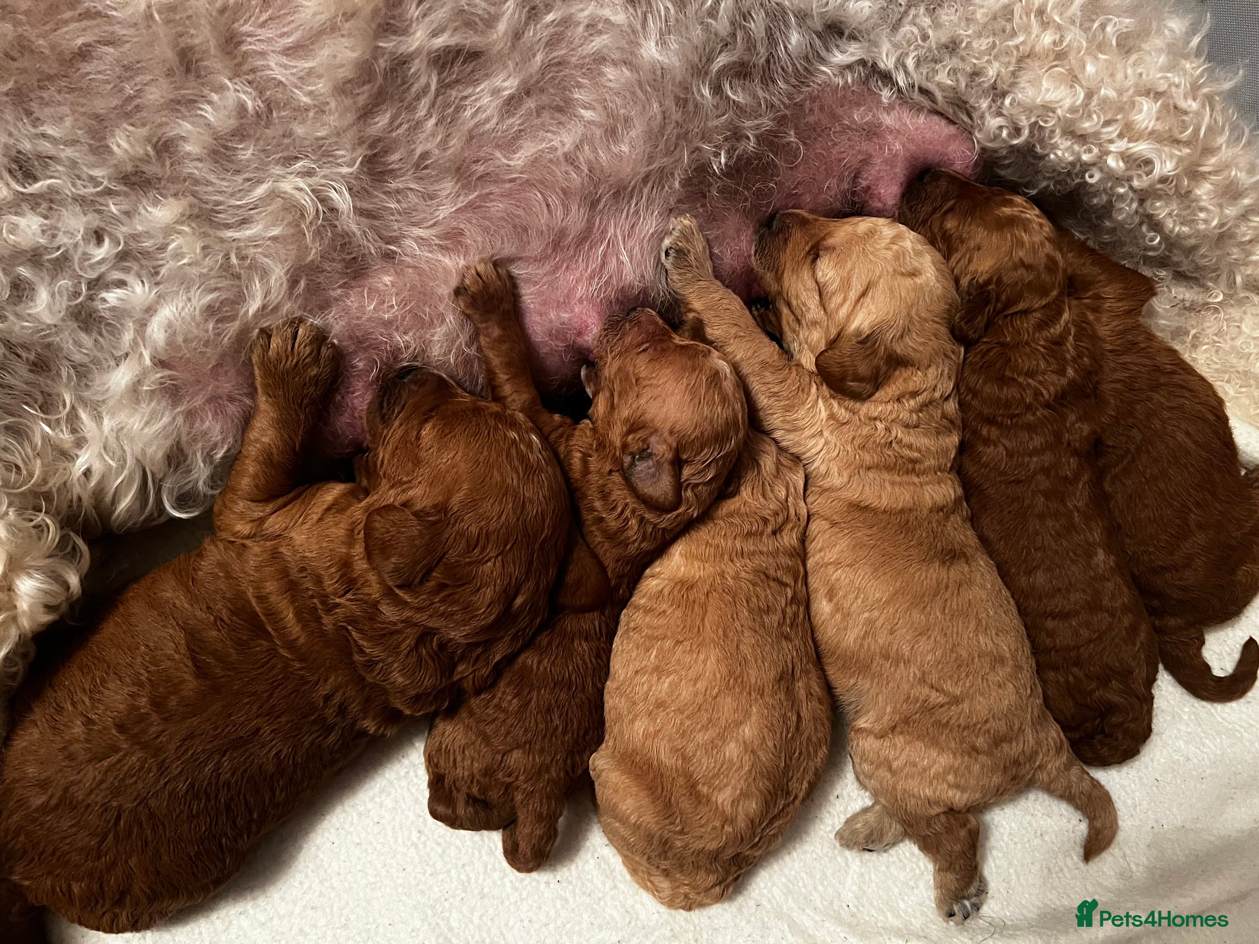 Goldendoodle dogs One Beautiful girl mini golden doodle available  - Advert 6