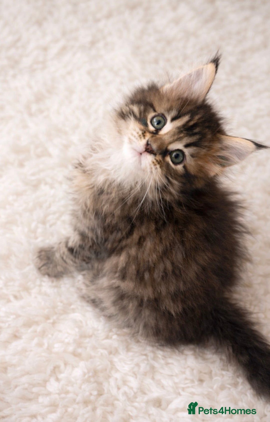 Maine Coon cats for sale: Registered Maine coon kittens  - Advert 7