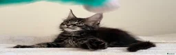 Maine Coon cats for sale: Ready for home pure bred maine coon kittens - Advert 1