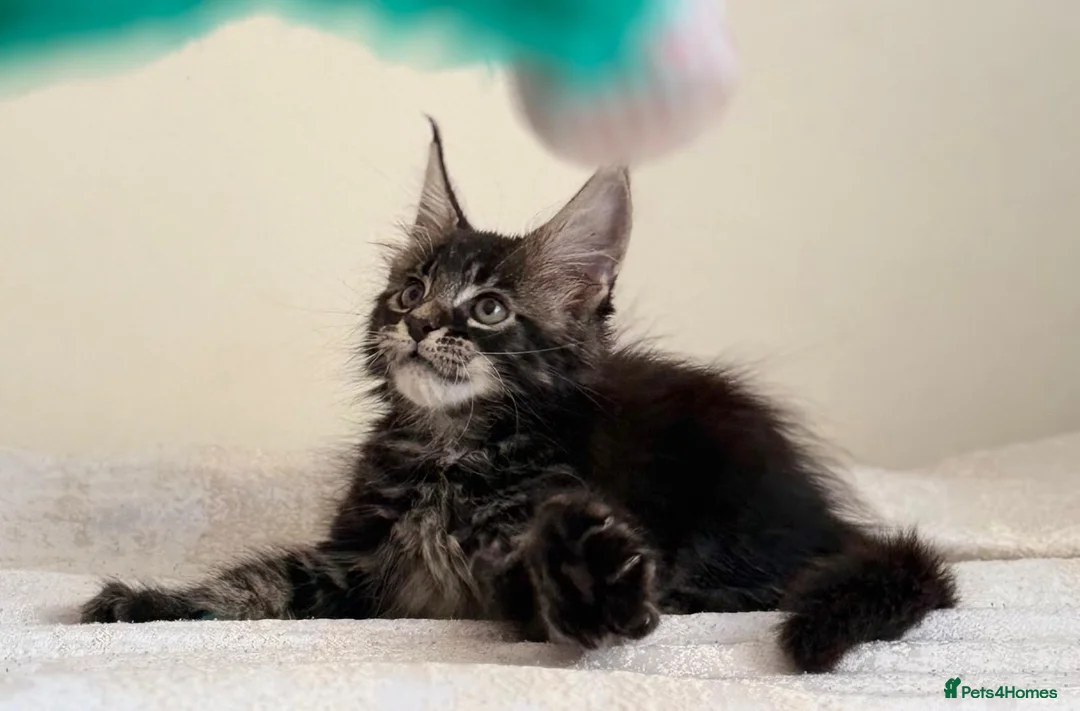 Maine Coon cats for sale: Ready for home pure bred maine coon kittens - Advert 1
