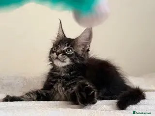 Maine Coon cats Ready for home pure bred maine coon kittens - Advert 7