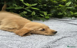 Golden Retriever dogs for sale: Golden Retriever puppies  - Image 3