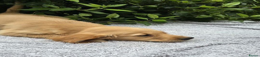 Golden Retriever Puppy 3