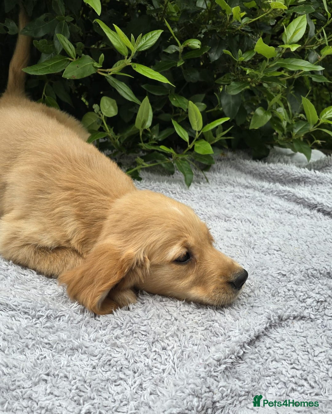 Golden Retriever dogs for sale: Golden Retriever puppies  - Image 3