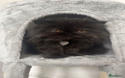 Persian cats for sale: Black male persian - Image 3