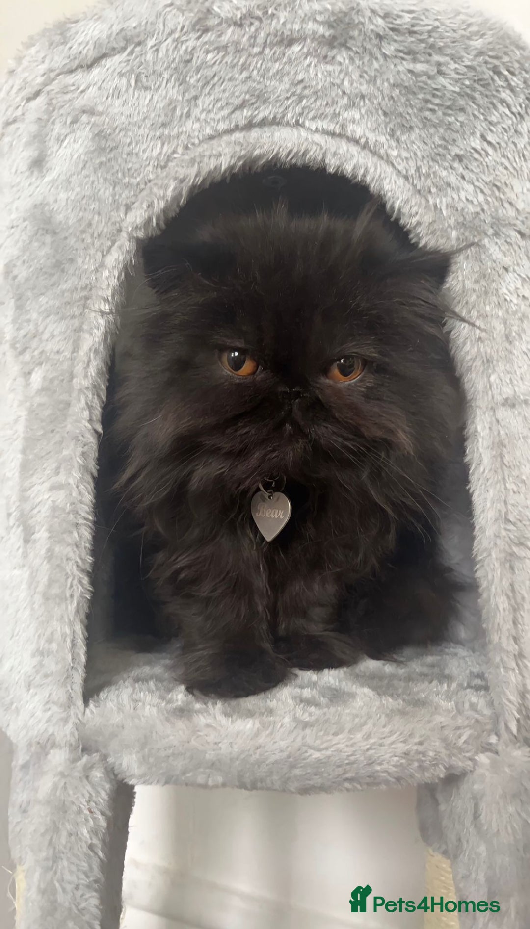 Persian cats for sale: Black male persian - Image 3