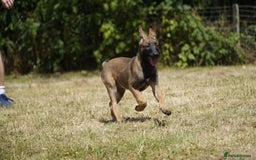 Belgian Shepherd Dog dogs for sale: KC registered Belgian Malinois – Stable,Balanced🐾 - Image 15