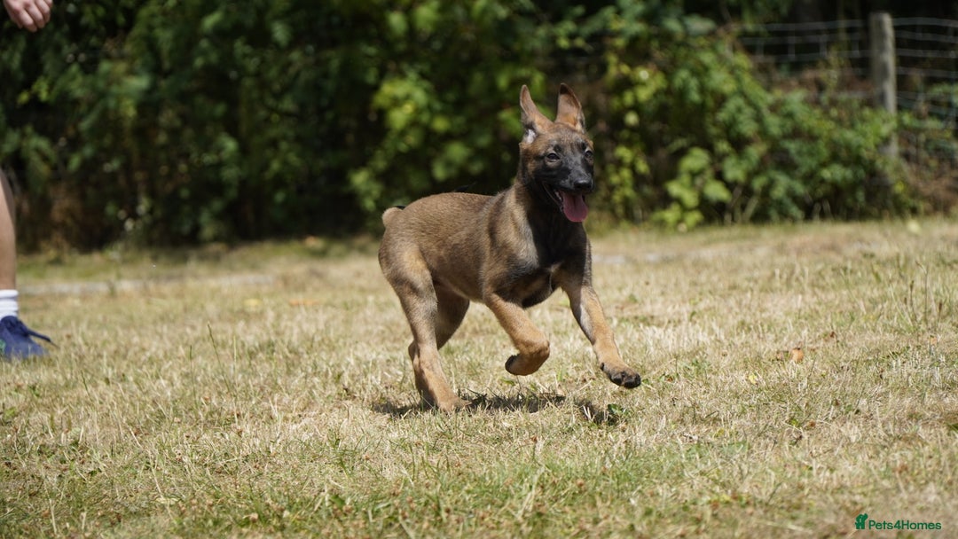 Belgian Shepherd Dog dogs for sale: KC registered Belgian Malinois – Stable,Balanced🐾 - Image 15