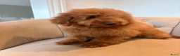 Cockapoo dogs for sale: LICENSED BREEDER QUALITY HEALTH TESTED COCKAPOOS - Advert 7