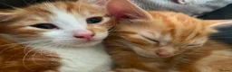 Domestic Shorthair cats for sale: Kittens for sale  - Advert 7