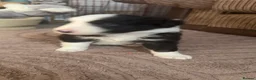 Border Collie dogs for sale: Border collie puppies for sale  - Advert 2