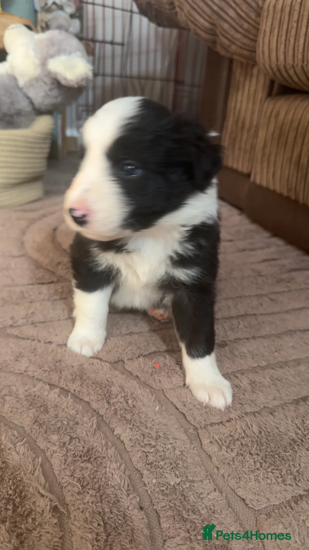 Border Collie dogs for sale: Border collie puppies for sale  - Advert 2