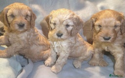 Cockapoo dogs for sale: F1 Cockapoo puppies - Image 1