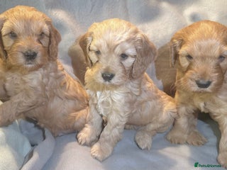 Cockapoo dogs - Advert 1